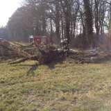 Feuer in alter Eiche