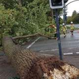 Sturm: Baum kippt auf Ampel an Udener Straße 
