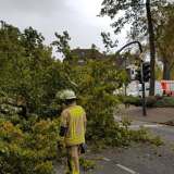 Sturm: Baum kippt auf Ampel an Udener Straße 