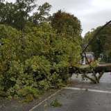 Sturm: Baum kippt auf Ampel an Udener Straße 