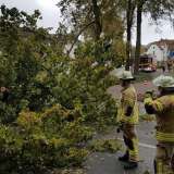 Sturm: Baum kippt auf Ampel an Udener Straße 