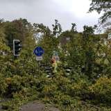 Sturm: Baum kippt auf Ampel an Udener Straße 