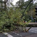 Sturm: Baum kippt auf Ampel an Udener Straße 