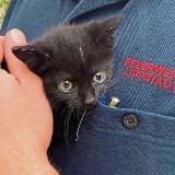 Wehrleute als Tierretter