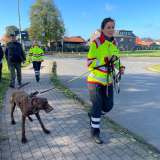 Hundestaffel: Prüfungen bestanden